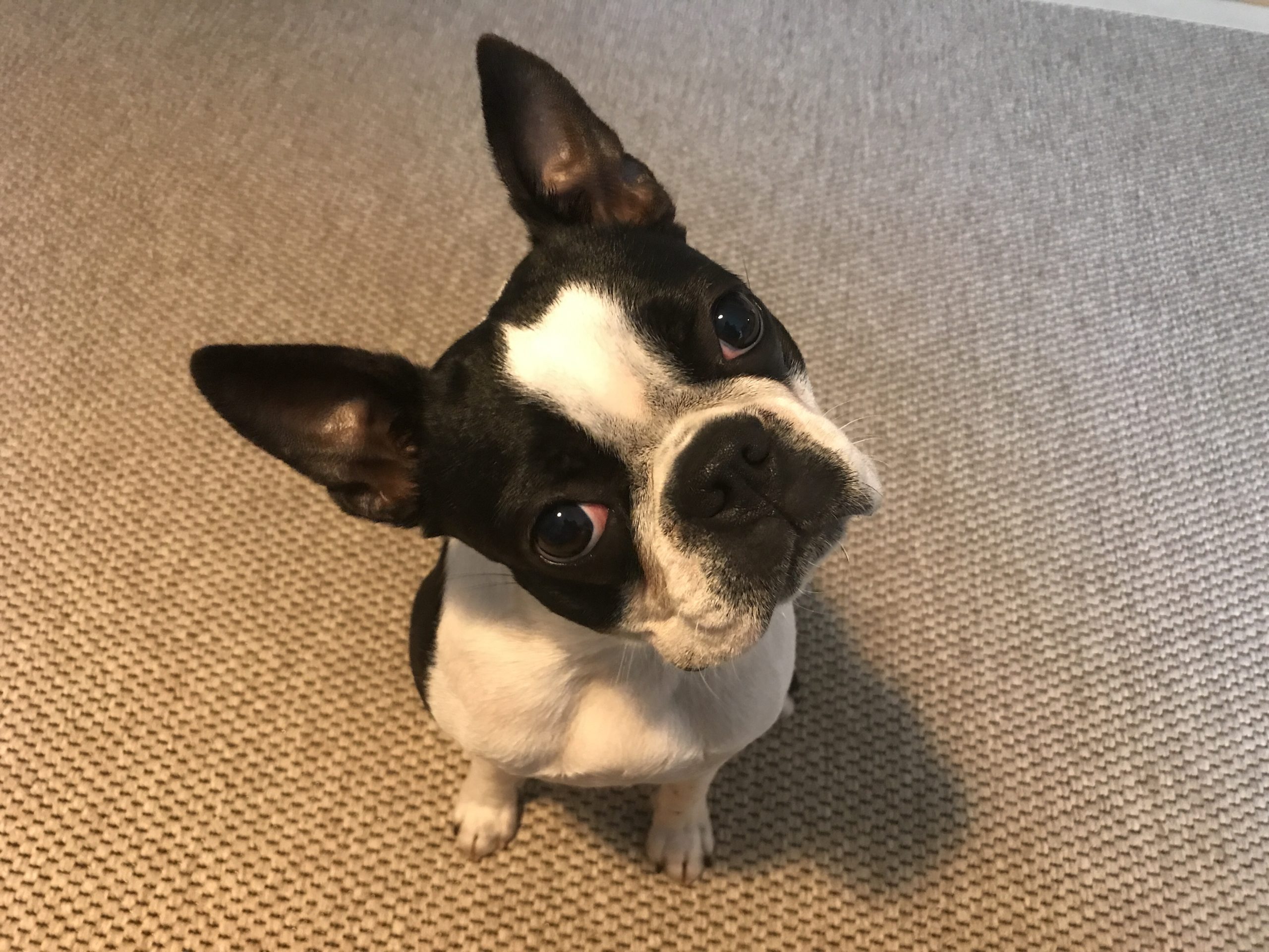 Akira the boston terrier looking at the camera with her head tilted to the left